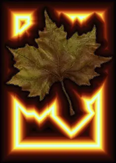 Deciduous Tree Leaves Stampe: Maple leaf with shrill border