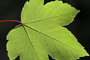 Deciduous Tree Leaves Stampe: Maple leaf, structure, cut out