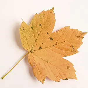 Deciduous Tree Leaves Stampe: Maple leave