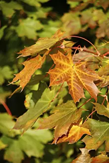 Autumn Color Stampe: Maple leave