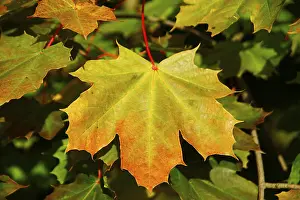 Deciduous Tree Leaves Stampe: Maple leave