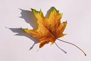 Autumn Color Stampe: Maple leave