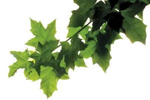 Botany Still Life Images Stampe: Maple leaves