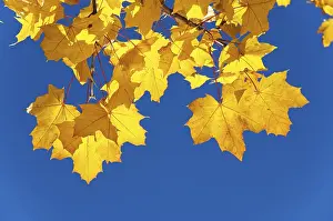 Maple Leaf Close Up Stampe: Maple leaves in autumn
