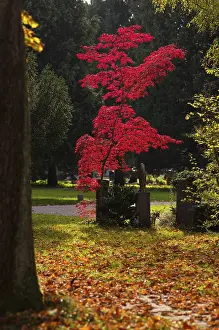 Abandoned Cemetery Stampe: Maple, maple tree, red, trees, grave
