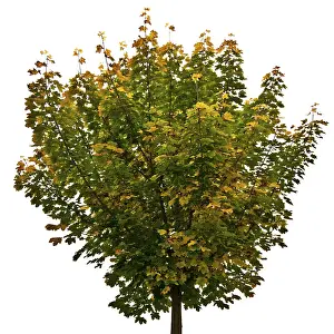 Autumn Color Stampe: Maple tree (Acer)