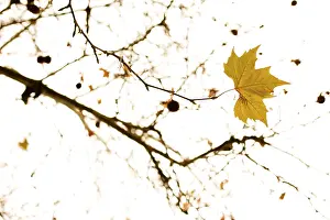 Winter Nature Photography Stampe: Maple tree (Acer) in winter