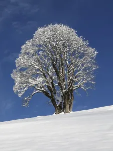 Central Europe Winter Scene Stampe: Maple tree on a cold winter day