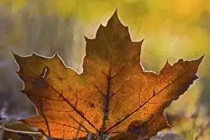 Deciduous Tree Details Stampe: Maple tree leaf