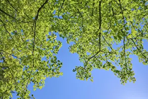 Springtime Nature Scenes Stampe: Maple tree, Leaves, Sky, Spring