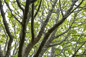 Deciduous Tree In Spring Stampe: Maple tree with lichen in spring