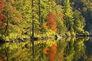 Autumn Forest Reflection Stampe: Maple tree and pine trees in autumn