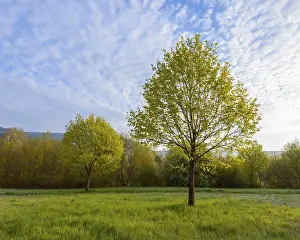 Southern Germany Trees Stampe: Maple tree in spring, Mondfeld
