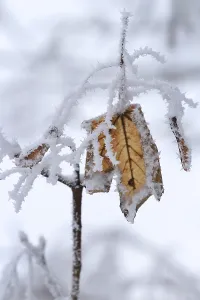 Uninhabited Forest Germany Stampe: Maple tree in winter, Germany