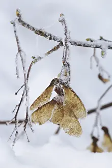 No People Winter Landscape Stampe: Maple tree in winter, Germany