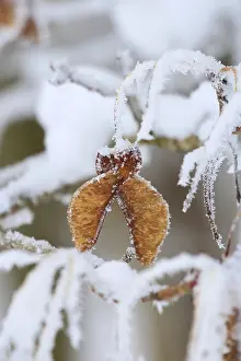 Uninhabited Forest Europe Stampe: Maple tree in winter, Germany
