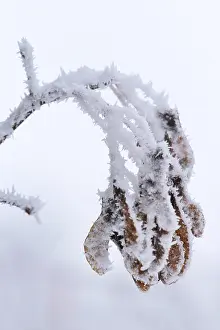 Deciduous Trees In Winter Stampe: Maple tree in winter, Germany