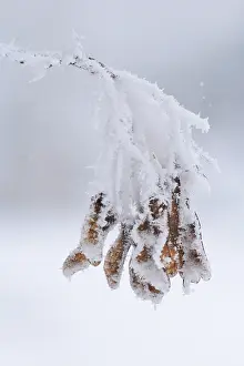 Winter Maple Tree Germany Stampe: Maple tree in winter, Germany