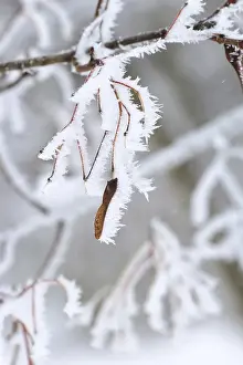Winter Maple Tree Germany Stampe: Maple tree in winter, Germany