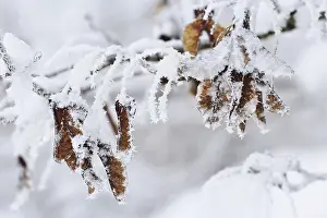 Germany Deciduous Trees Stampe: Maple tree in winter, Germany