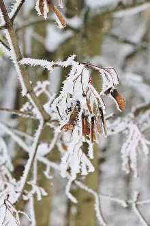 Winter Landscape Europe Stampe: Maple tree in winter, Germany