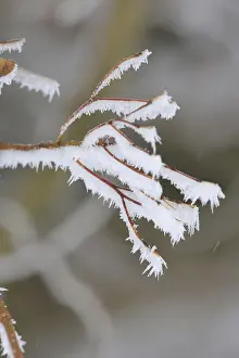 Deciduous Trees In Winter Stampe: Maple tree in winter, Germany