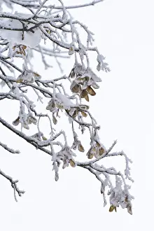 Maple Trees In Central Europe Stampe: Maple tree in winter, Germany