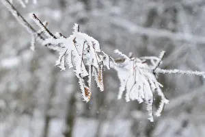 German Federal Republic Trees Stampe: Maple tree in winter, Germany