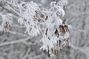 Deciduous Trees Europe Stampe: Maple tree in winter, Germany