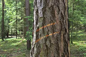 Forestry Management Practices Stampe: Marking on a tree trunk for logging work