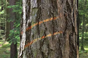 Ecofriendly Energy Source Stampe: Marking on a tree trunk for logging work