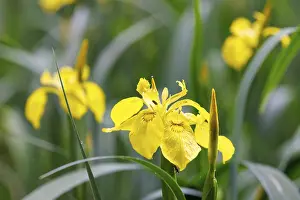 Yellow Iris Blossom Stampe: Marsh iris (Iris pseudacorus), Germany