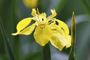 Yellow Iris Blossom Stampe: Marsh iris (Iris pseudacorus), Germany