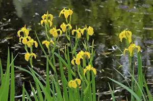 Pond Landscape Photography Stampe: Marsh iris by the pond, Marsh iris