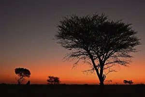 African Evening Atmosphere Stampe: Marula tree at sunset, Namibia