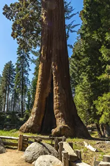 California Mountains Stampe: Massive sequoia tree trunk with a split opening at its base