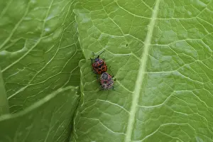 Coccinelle Stampe: Insetti rossi che si accoppiano. Insetti rossi questa pagina è un inferno.