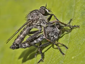 Pterygote Insect Copulation Stampe: Mating Robber Flies