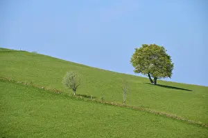 Black Forest Meadow Stampe: Meadow with beech tree in spring