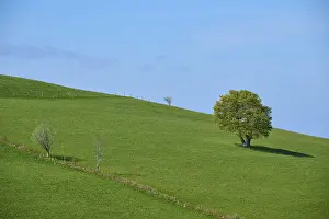 Springtime In Germany Stampe: Meadow with beech tree in spring