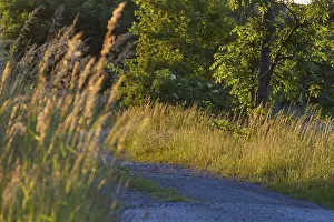Evening Sun In Germany Stampe: Meadow path
