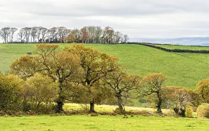 English Countryside Stampe: Meadows and Fields over Devon in the colors of fall