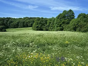 German Flower Meadow Stampe: Meadows in summer, Thuringia, Germany