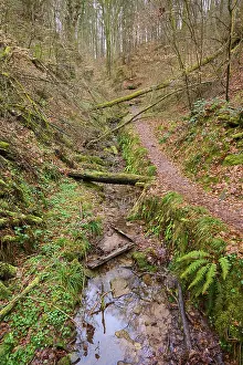 Moss Covered Stream Stampe: A meandering stream next to a forest path