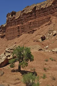 Red Rock Landscape Stampe: Single tree in front of dramatic