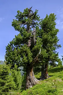 Bad Gastein Resort Town Stampe: Mighty stone pine, tree on the stone pine path