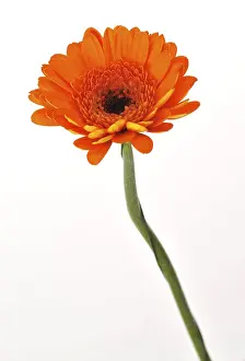 Orange Colored Flowers Stampe: Mini gerbera