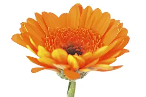 Orange Blossom Stampe: Mini gerbera