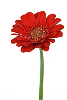 Indoor Plant Life Stampe: Miniature Gerbera
