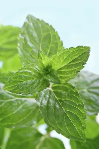 Alternative Medicine Herbs Stampe: Mint